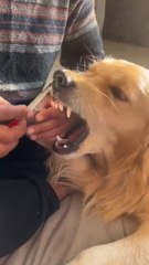 Golden Retreiver Pretends to Bite Owner While Getting Nails Done