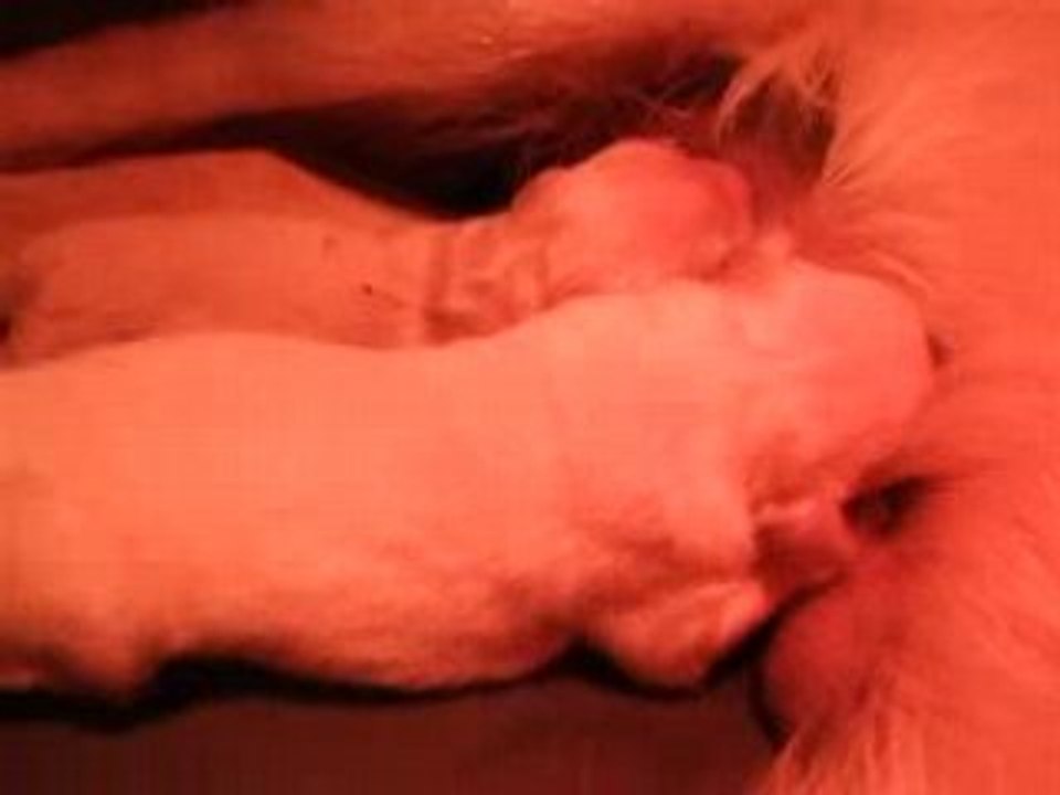 Balou et ses chiots  08 05 08 (2)