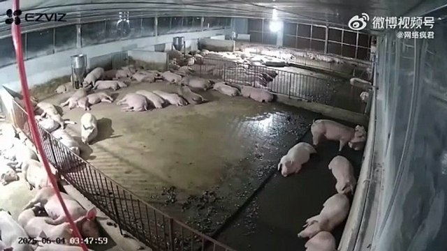 Voilà comment on réveille des cochons... efficace