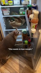 Chunky Rescue Cat Starts Bringing Gifts To Her Mom Every Day 🎁🐱