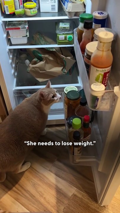 Chunky Rescue Cat Starts Bringing Gifts To Her Mom Every Day 🎁🐱