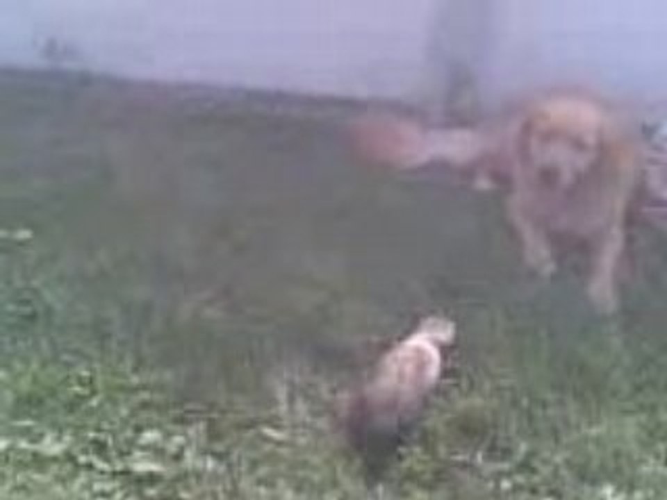 Kira VS Anouk
