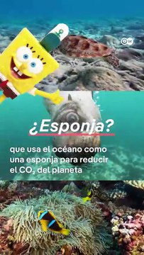 ¿Puede el océano ayudarnos a reducir los niveles de CO₂ del planeta?
