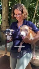 Street Puppy Who Survived Fire Grows Up to Be the Happiest Girl 🐾🔥🏡