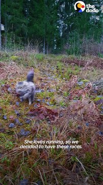 Fluffy Cat Races Dad Every Day — And Always Wins 🐾💛😹