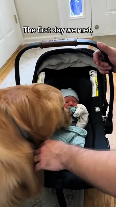 Dog vs little baby new viral funny video 📸🤣funny baby 😂🍼 dogs loves 😍❣️ animals lover 😍😂 siblings new viral video 📸#shorts #shortvideos #viralvideos #viralshorts #funny #funnyvideos #comedy #kids #animals #dogs #babys #siblings #love #care