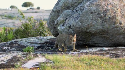 Cazadores mediterráneos