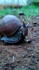 SNAILS ARE EATING AGAIN