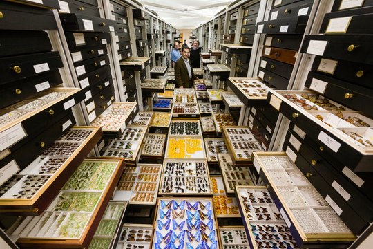 How the Smithsonian safeguards 148 million specimens
