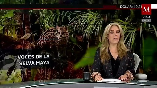 Greenpeace presenta Voces de la Selva Maya; visibiliza el daño ambiental en la Península de Yucatán