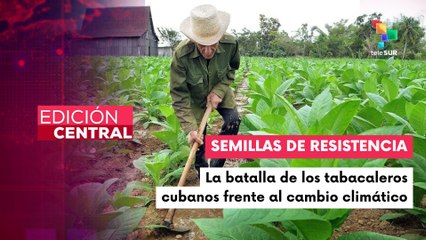Agricultores de Pinar del Río luchan contra el clima para salvar el tabaco