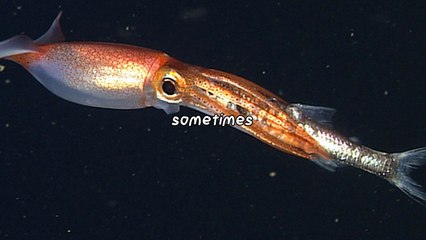 Lanternfish Glow Mystery Lighting Up the Deep Sea!