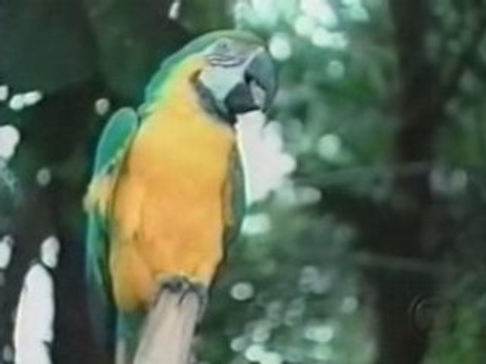[l'Âme Animal]Séismes Pressentis par les animaux