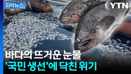 [자막뉴스] 온도 오르자 가격도 급등...달라질 밥상 모습 / YTN