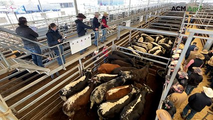 Flood-impacted producers make the most of the market at Tamworth