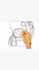 How to draw and label the male reproductive organs