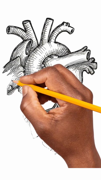 how to draw and label the external structure of the human heart #2d sketch