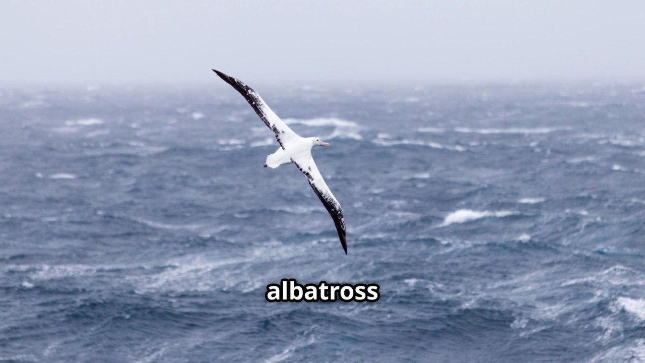 The Surprising Life of the Albatross - Unreal !