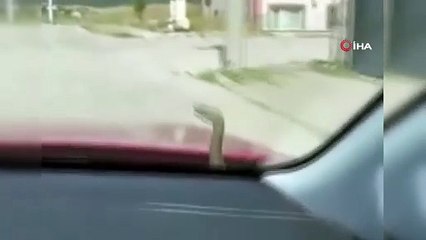 Bu sefer kedi değil: Aracın kaputundan bakın ne çıktı!