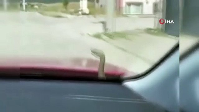 Bu sefer kedi değil: Aracın kaputundan bakın ne çıktı!