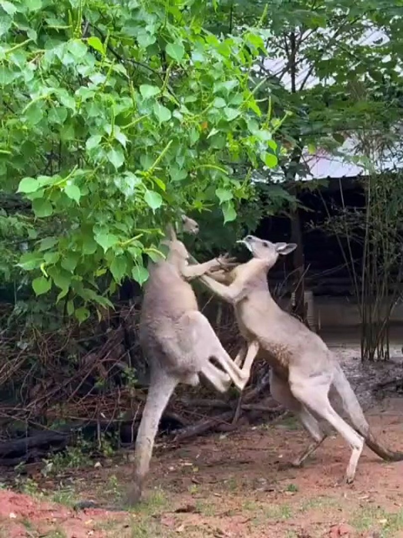 ⁣Kangaroo Wrestling Match
