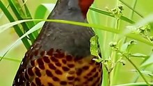 All video about birds life and hunting birds etc