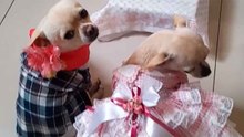 Sevimli video, minik köpeklerin geleneksel düğün kutlamasını gösteriyor