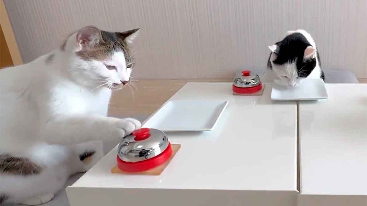 Video esilarante: gatti gourmet trasformano i loro padroni in maggiordomi