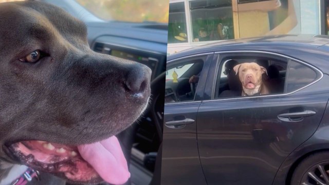 Dog Owner Captures Pooch's 'Love At First Sight' With Dog In Car Next To Them | Happily TV