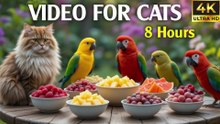 Video for Cats to Watch Bird - Real Birds on the Screen Relaxing Video for Cats to Enjoy