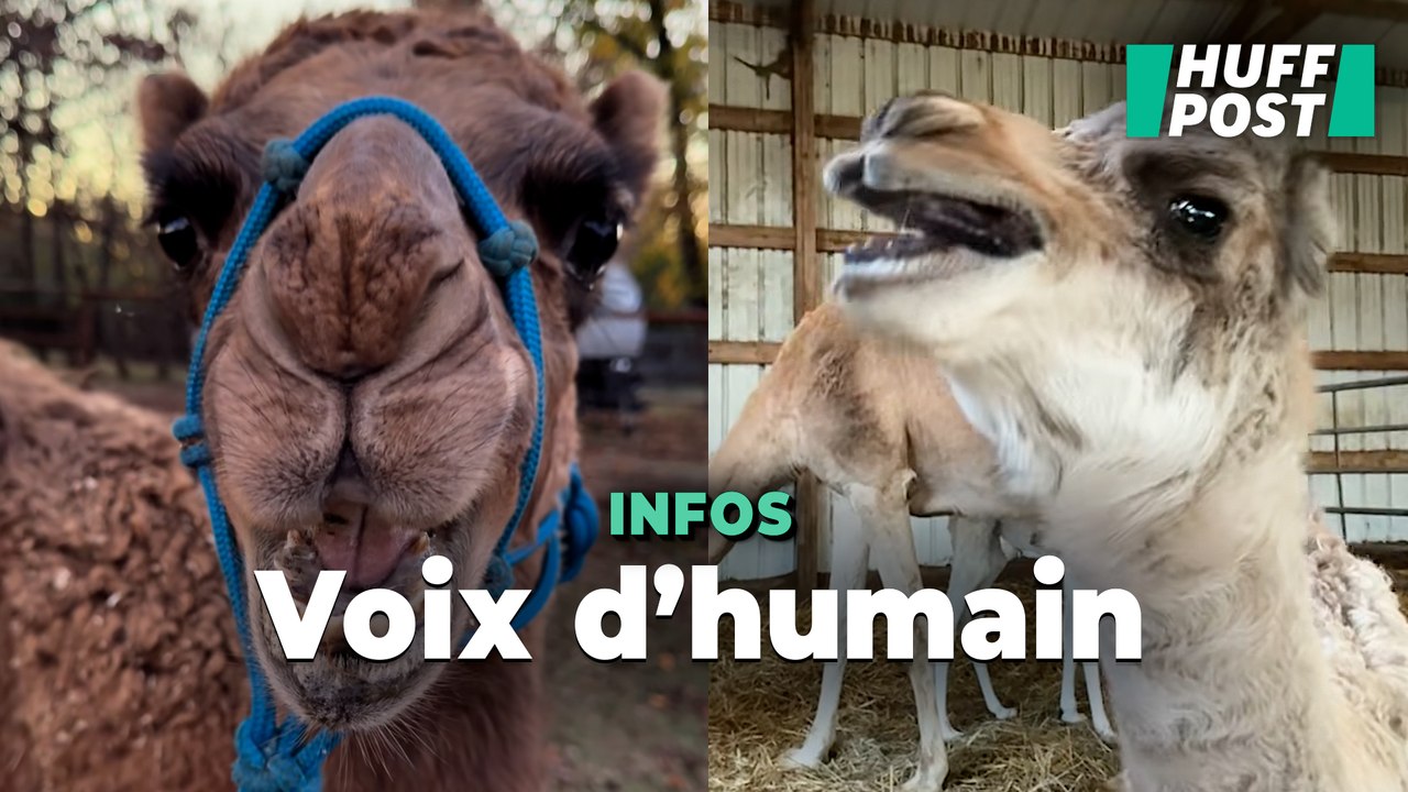 Ce bébé dromadaire qui « parle » est devenu un phénomène sur TikTok