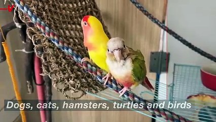 Which Pets Are Best for Allergy Sufferers? Some May Surprise You.mp4