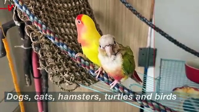 Which Pets Are Best for Allergy Sufferers? Some May Surprise You.mp4