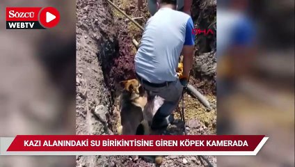 Kazı alanındaki su birikintisine giren köpek kamerada