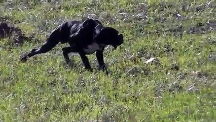 Royal pointer kennels (matisse dual pointer)(2)