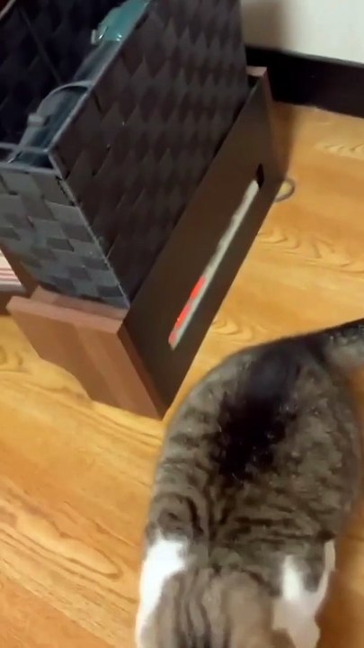 Cat vs lizard 🦎 new viral funny video 📸 cat lover 🤣😍 animals love 😘😽#cat viral video 📸#shorts #shortvideos #viralvideos #viralshorts #funny #funnyvideos #comedy #cats #animals #lizard #love #care