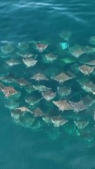migrasi massal ikan pari mobula (mobula ray mass migration)