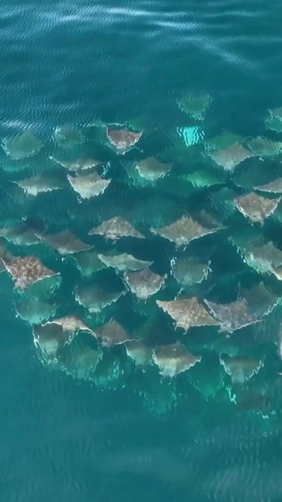 migrasi massal ikan pari mobula (mobula ray mass migration)