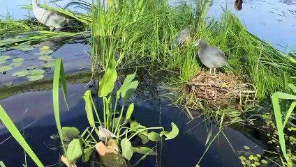 We look around UK's first-ever pop-up urban wetland in Bristol City Centre