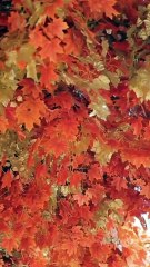 Pão da vida (Bread of Life) - Nelson Ned #musicaevangelica #gospelmusic #nelsonned #paodavida #jesus