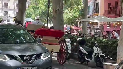 Caballos trabajando en Palma con altas temperaturas
