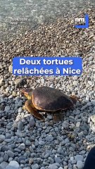 Nice : La remise en liberté des deux tortues, Unoc et Nicea, fêtée en grande pompe sur la Promenade des Anglais