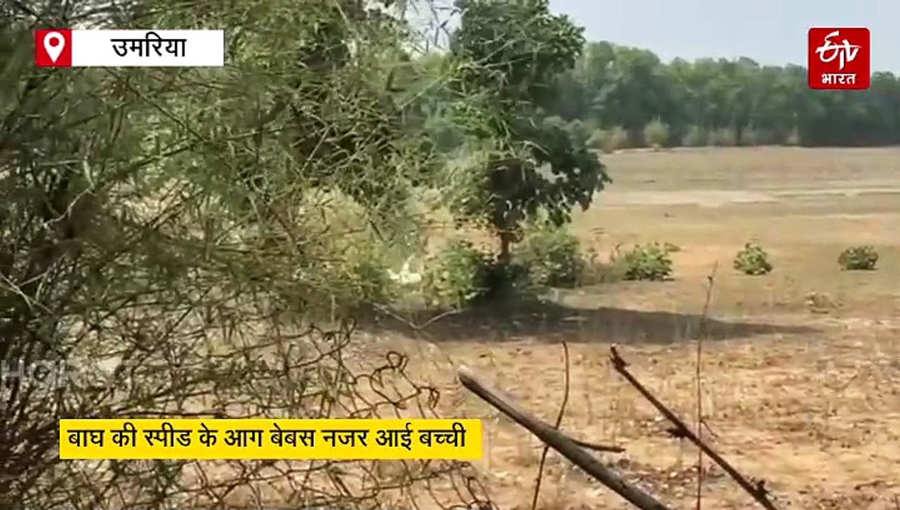 गोली की रफ्तार से शिकार पर टूटा बाघ, झटके में ट...