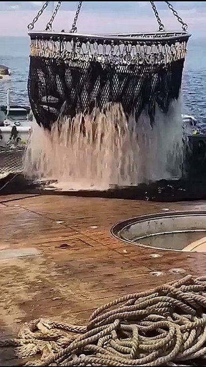 balık bolluğu