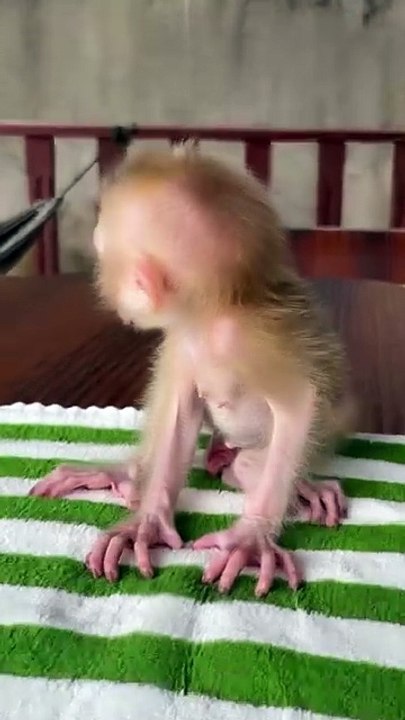 Cutest Baby Monkey Devouring a Yummy Feast!