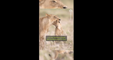 L'Œil de GEO : une lionne et ses petits par le photographe animalier Mathieu Courdesses