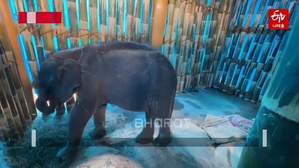 தாயை பிரிந்து தவிக்கும் குட்டி யானை... செய்வதறியாது திகைத்து நிற்கும் வனத்துறை!