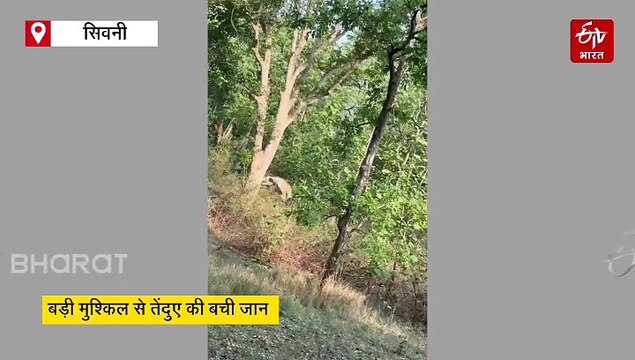 सिवनी घात लगाकर बैठा था बाघ, तेंदुए ने पेड़ से लगा दी छलांग