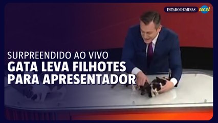 Gata leva filhotes para apresentador durante jornal ao vivo