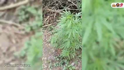 Keponakan Egianus Kogoya Tewas Ditembak, Polri Sita Ganja dan Amunisi di Papua